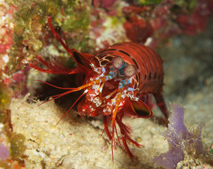 Mantis-Shrimp-Raja-Ampat-Irian-Jaya-Indonesia-dive-liveaboard-voyage-holiday-vacation-scuba-diving-adventure-travel-misool-salawati-batanta-waigeo-islands.jpg