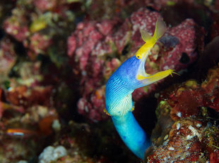 Ribbon-Eel-Raja-Ampat-Irian-Jaya-Indonesia-dive-liveaboard-voyage-holiday-vacation-scuba-diving-adventure-travel-misool-salawati-batanta-waigeo-islands.jpg