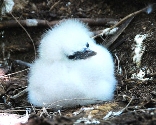 Bird Chick Seychelles Doug Howes