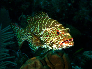 Night Diving in the Cayman Islands