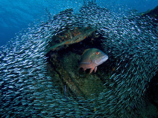 Wreck Diving in the Cayman Islands