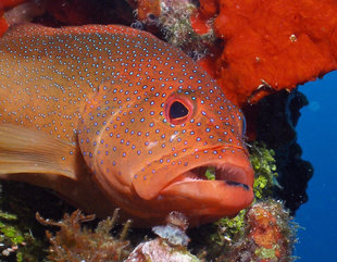 Coral Reef Fish in the Cayman Islands