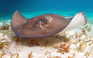 Stingray in the Cayman Islands