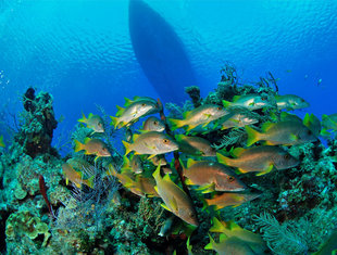 Diving in the Cayman Islands