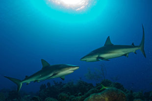 Reef Sharks inTurks & Caicos - Rob Smith