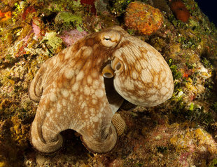 Octopus in Turks & Caicos - Rob Smith
