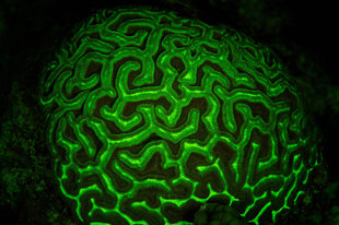 Fluro (UV) Diving in Turks & Caicos - Rob Smith