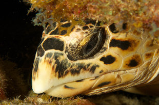 Turtle in Turks & Caicos - Rob Smith