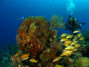 Diving in Turks & Caicos