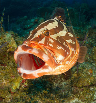 Grouper in Turks & Caicos