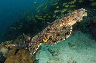 Wobbegong Shark in Raja Ampat, undereater photography by Robert Wilpernig