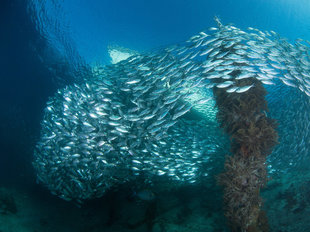 Schooling Fish in Raja Ampat dive liveaboards