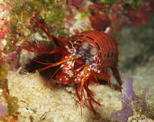 Mantis Shrimp in Raja Ampat, Irian Jaya Indonesia