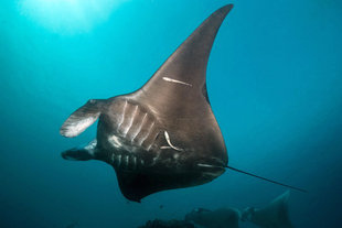 Manta Ray in the Banda Sea Dive Liveaboards with AQUA-FIRMA