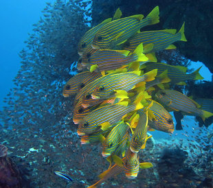 Rich Waters of Raja Ampat, dive liveaboards with Aqua-Firma