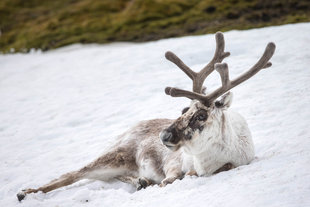 Svalbard Reindeer in Spitsbergen - Jordi Plana
