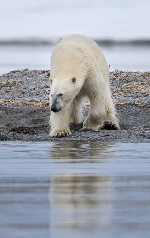Polar Bear in Spitsbergen - Jordi Plana