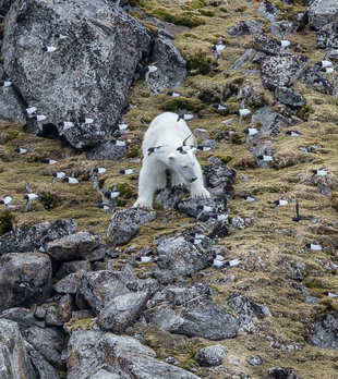 Polar Bear in Little Auk Colony, Spitsbergen - Jordi Plana