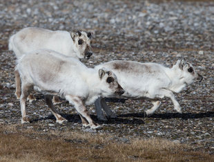 Svalbard Reindeer in Spitsbergen - Jordi Plana