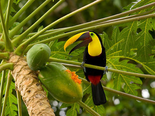 Birdwatching in Corcovado National Park