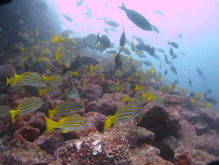 fish-shoal-diving-galapagos-marine-life.jpg