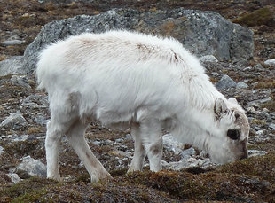 Svalbard Reindeer