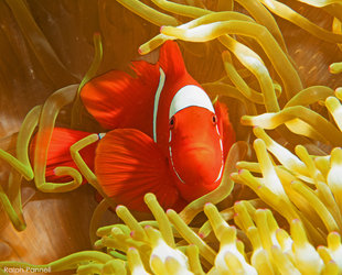 Anemone-Fish-Raja-Ampat-Ralph-Pannell-AQUA-FIRMA-West-Papua-diving-dive-underwater-photography-scuba-Indonesia-travel-holiday-Irian-Jaya.jpg