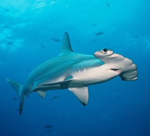 Hammerhead-Shark-Galapagos-diving-scuba-dive-liveaboard-hotel.jpg