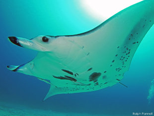 Manta Ray Mobula Alfredi Raja Ampat, Indonesia / underwater photography by Ralph-Pannell