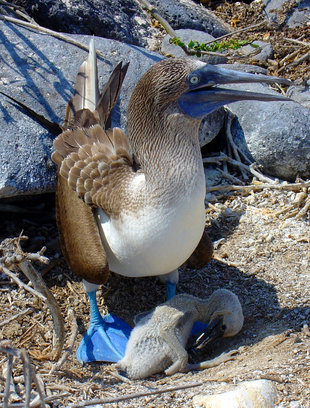 Blue-footed Booby with Chick, Galapagos