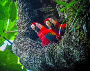 Scarlet Macaw (Ara Macao)