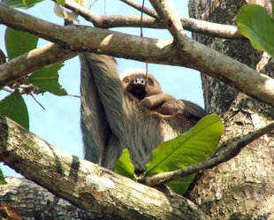 Sloth in Costa Rica