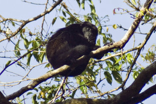 Howler Monkey in Tortuguero National Park