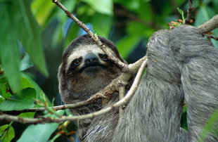 Sloth in Tortuguero National Park