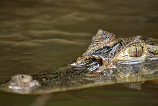 Caiman in Tortuguero National Park