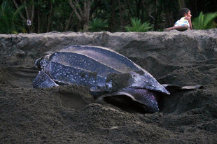 Nesting Leatherback Turtle in Tortuguero National Park