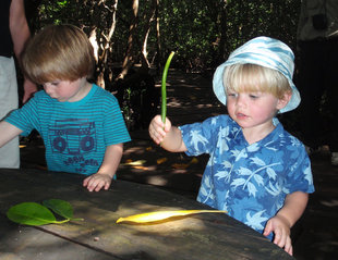 Zanzibar-mangrove-forest-learning-Tanzania-family-educational-travel-holiday-safari-Oliver-Arran-Pannell-Aqua-Firma.jpg