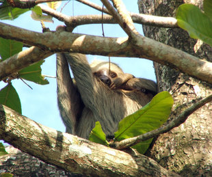 Sloth in Pacuare Reserve