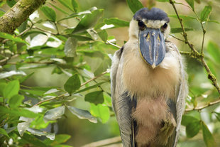 Boat Billed Heron in Costa Rica