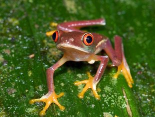 Tree Frog in Costa Rica