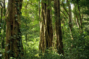 Monteverde Cloud Forest Reserve