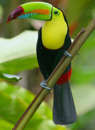 Birdwatching in Santa Elena Cloud Forest Reserve