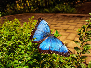 Butterfly Gardens in Santa Elena Cloud Forest Reserve