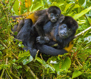 Howler Monkeys in Santa Elena Cloud Forest Reserve