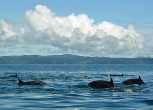 Dolphins in Cano Island