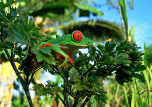 Tree Frog in Costa Rica