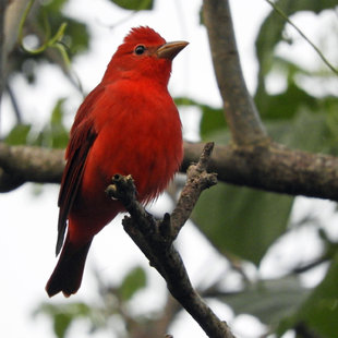 Summer Tanager in Costa Rica