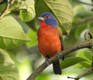 Painted Bunting in Costa Rica