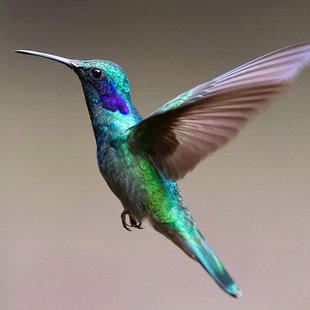 Hummingbird in Costa Rica