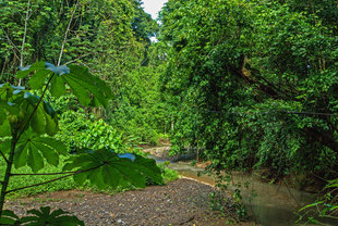 Carara National Park